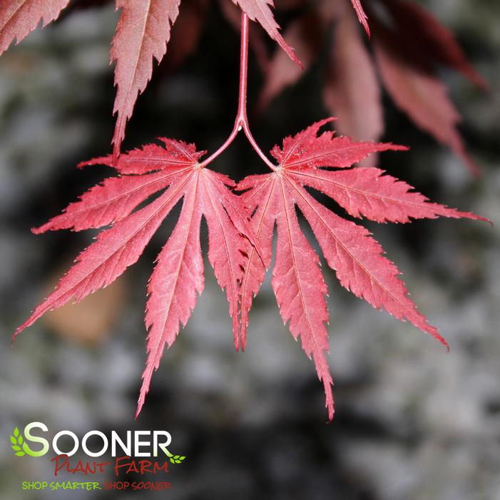 YASEMIN UPRIGHT JAPANESE MAPLE