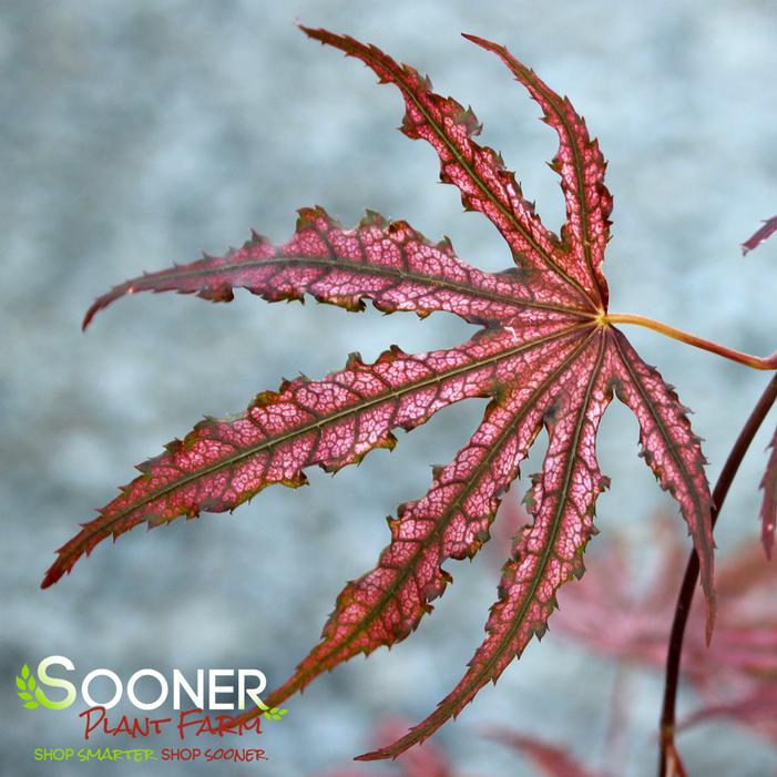 MIKAZUKI UPRIGHT JAPANESE MAPLE