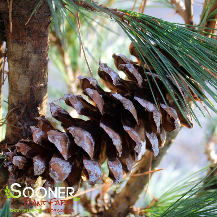 SILVER WHISPERS™ SWISS STONE PINE