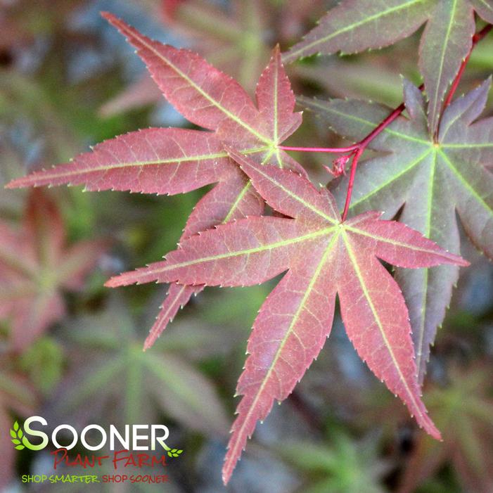 BONFIRE UPRIGHT JAPANESE MAPLE