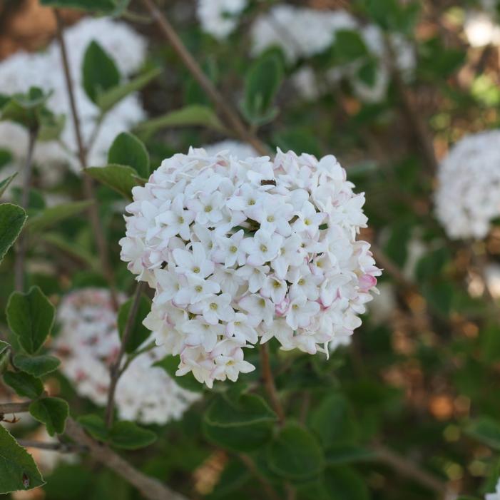 SPICE BABY™ KOREAN SPICE VIBURNUM