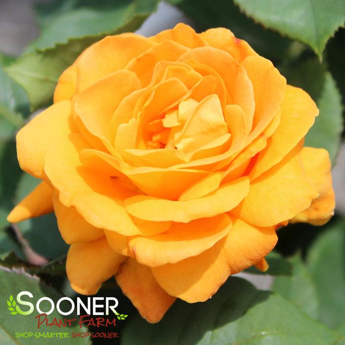 VAVOOM™ FLORIBUNDA ROSE