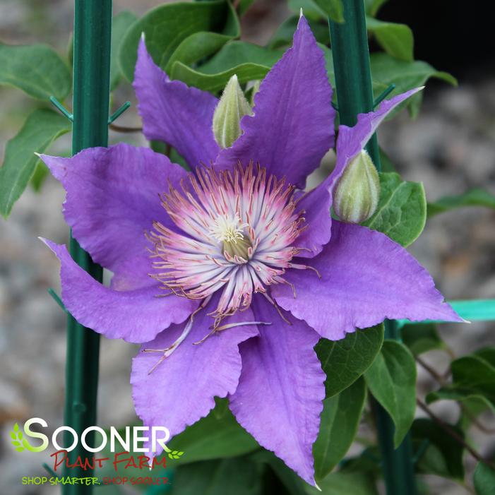 BIJOU™ CLEMATIS