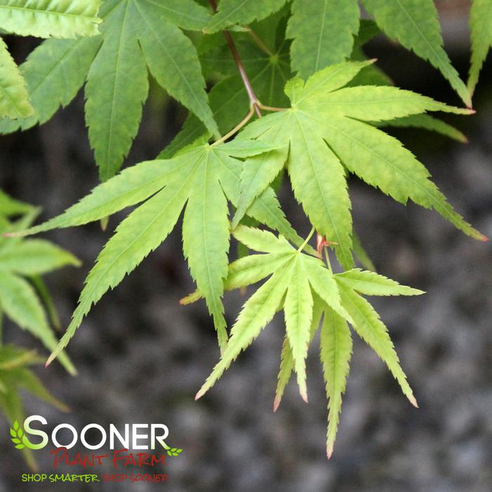 BENI KAWA CORAL BARK UPRIGHT JAPANESE MAPLE