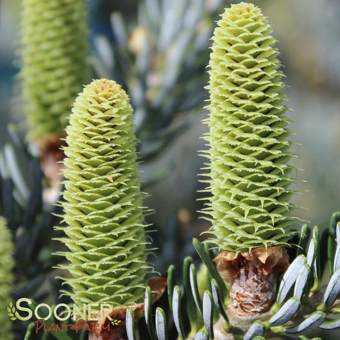HORSTMANN'S SILBERLOCKE KOREAN FIR