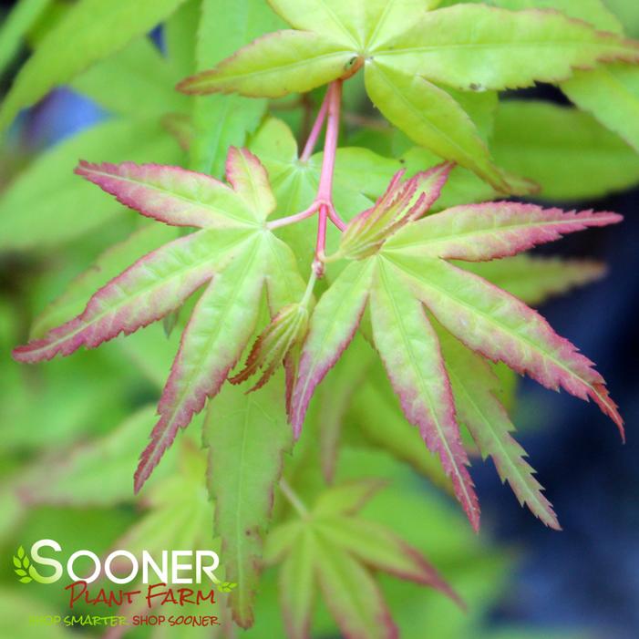 KATSURA UPRIGHT JAPANESE MAPLE