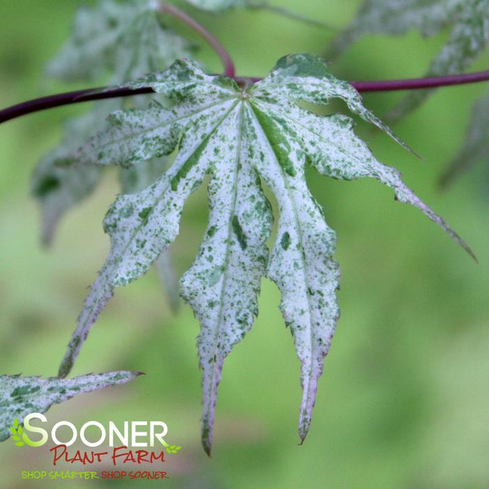 FLOATING CLOUD UPRIGHT JAPANESE MAPLE