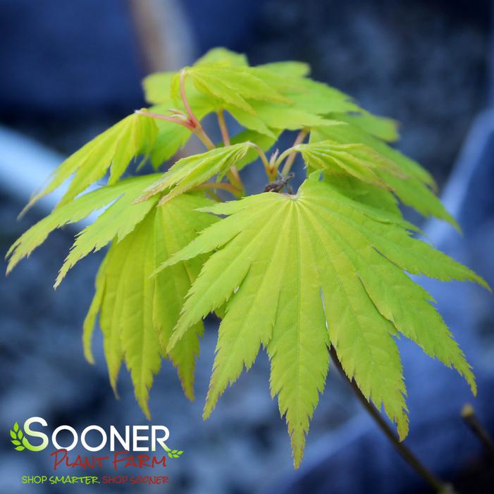 JORDAN FULL MOON UPRIGHT JAPANESE MAPLE