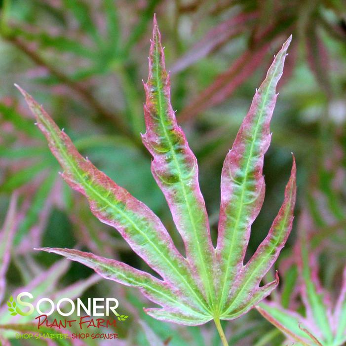 HANEZU HAGOROMO UPRIGHT JAPANESE MAPLE
