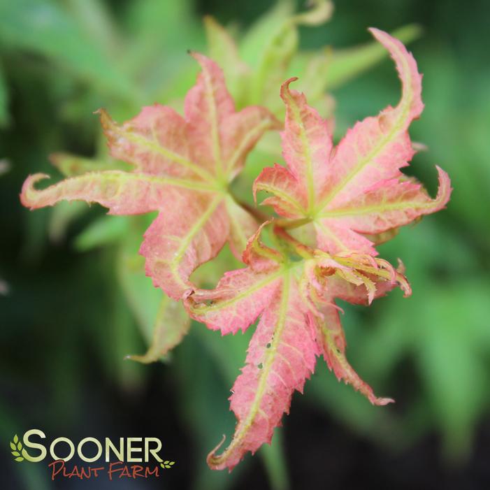 JAPANESE PRINCESS DWARF UPRIGHT JAPANESE MAPLE