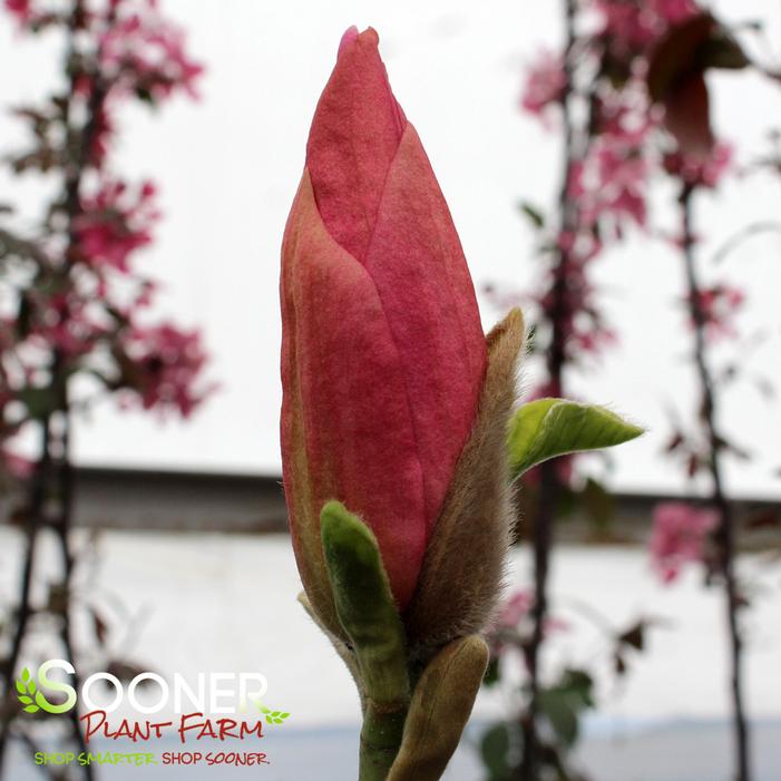 DAYBREAK MAGNOLIA
