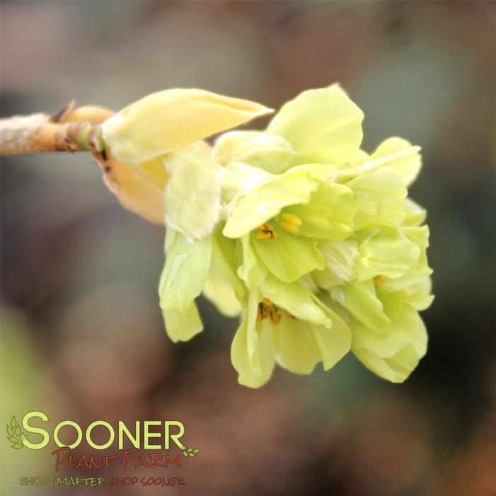 LONGWOOD CHIMES FRAGRANT WINTERHAZEL