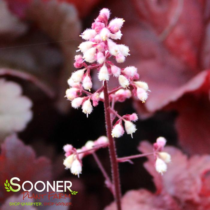 PRIMO® MAHOGANY MONSTER CORAL BELLS