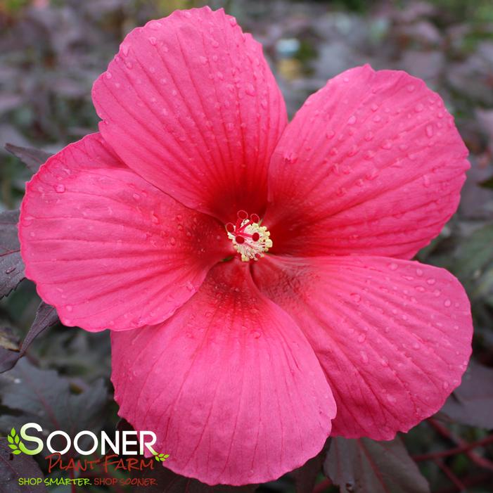 Image property of Sooner Plant Farm, Inc.