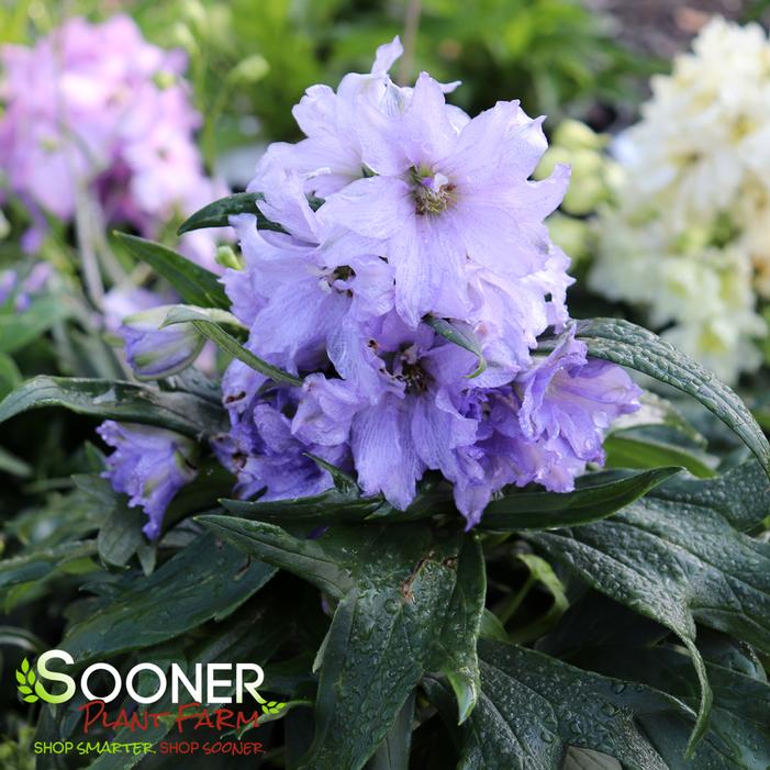 NEW MILLENNIUM™ MINI STARS DELPHINIUM