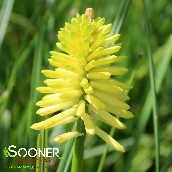 LUCKY LEMONS RED HOT POKER