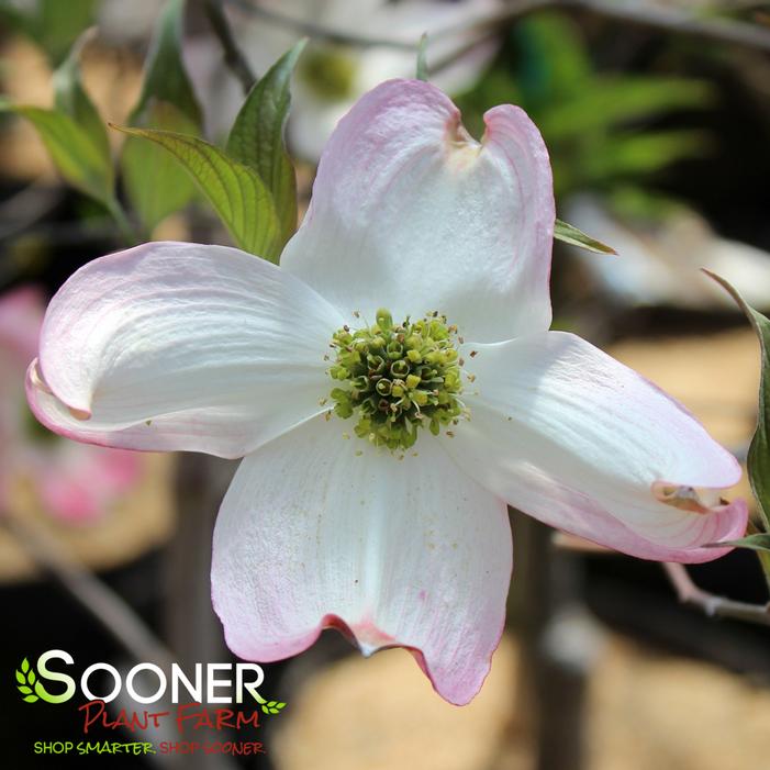 APACHE DOGWOOD