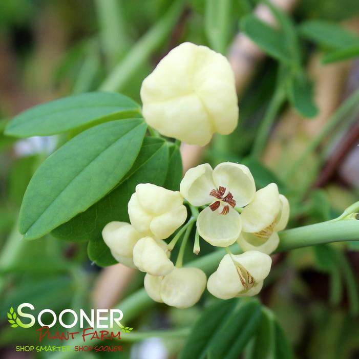 WHITE FLOWERING CHOCOLATE VINE
