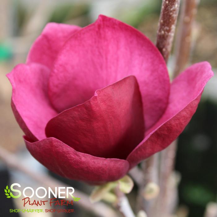 GENIE MAGNOLIA