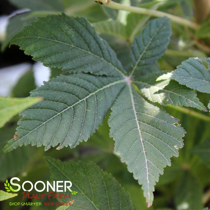 LAVABURST® OHIO BUCKEYE