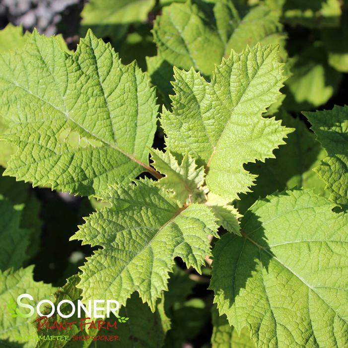 SNOWCICLE OAKLEAF HYDRANGEA
