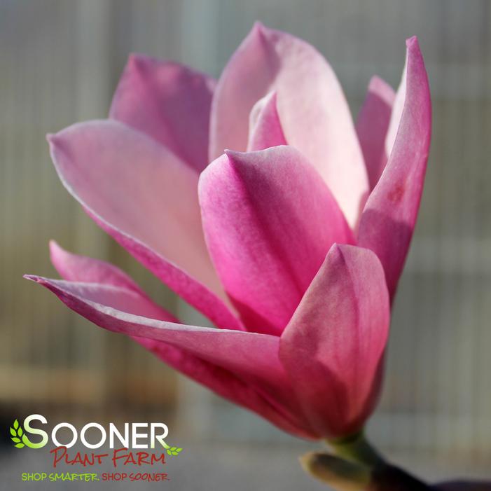 GALAXY MAGNOLIA