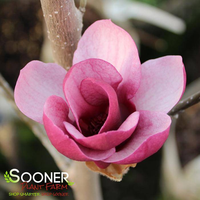 TINKERBELLE MAGNOLIA