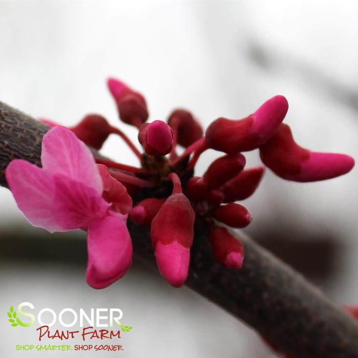 TENNESSEE PINK REDBUD