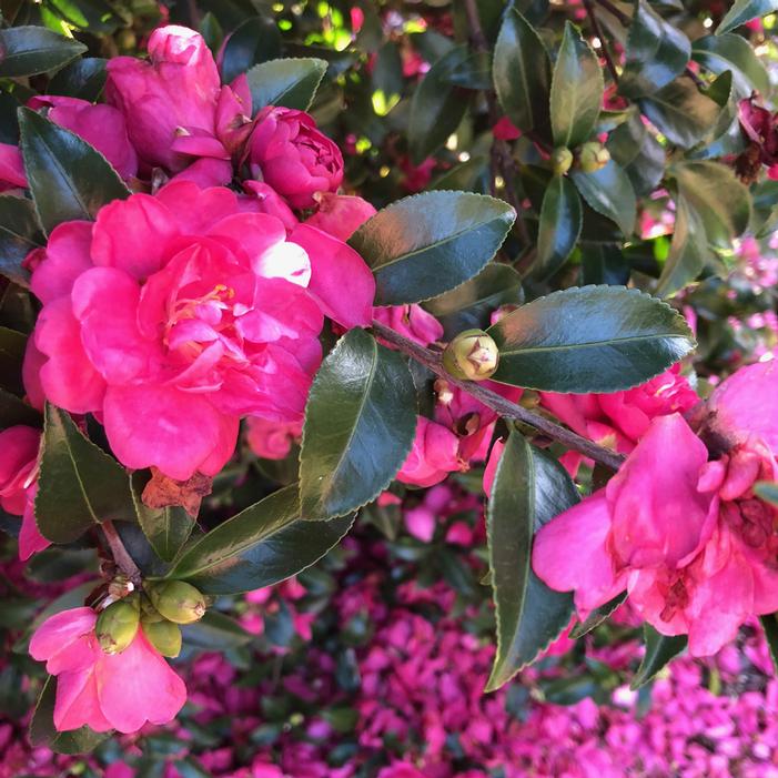 OCTOBER MAGIC® RUBY™ CAMELLIA