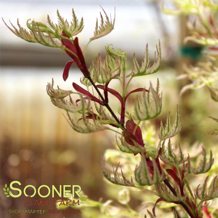 HIGASA YAMA UPRIGHT JAPANESE MAPLE