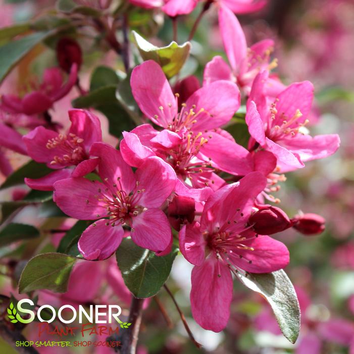 PURPLE PRINCE CRABAPPLE