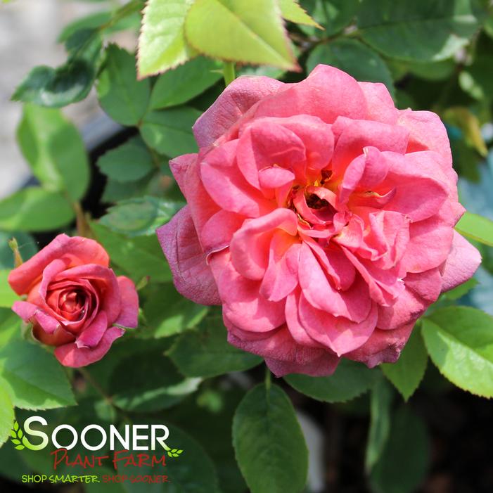 MIDNIGHT FIRE™ MINIATURE ROSE