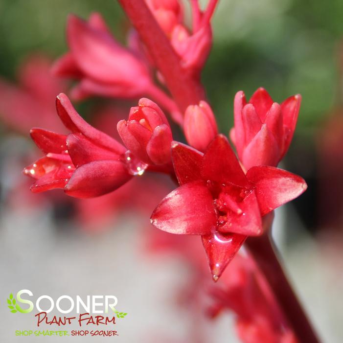 BRAKELIGHTS® RED YUCCA