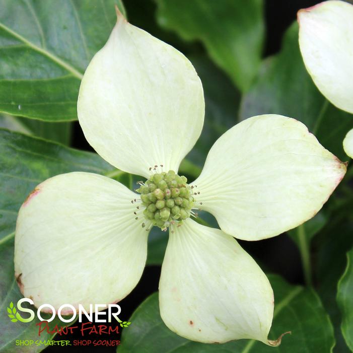 LITTLE PONCHO DWARF KOUSA DOGWOOD