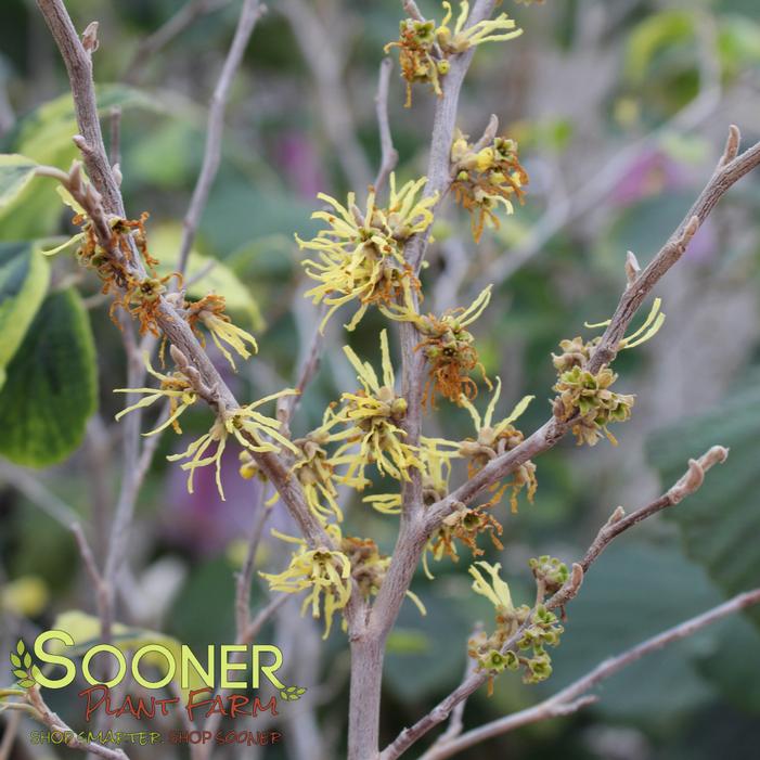 LITTLE PROSPECT VARIEGATED WITCH HAZEL