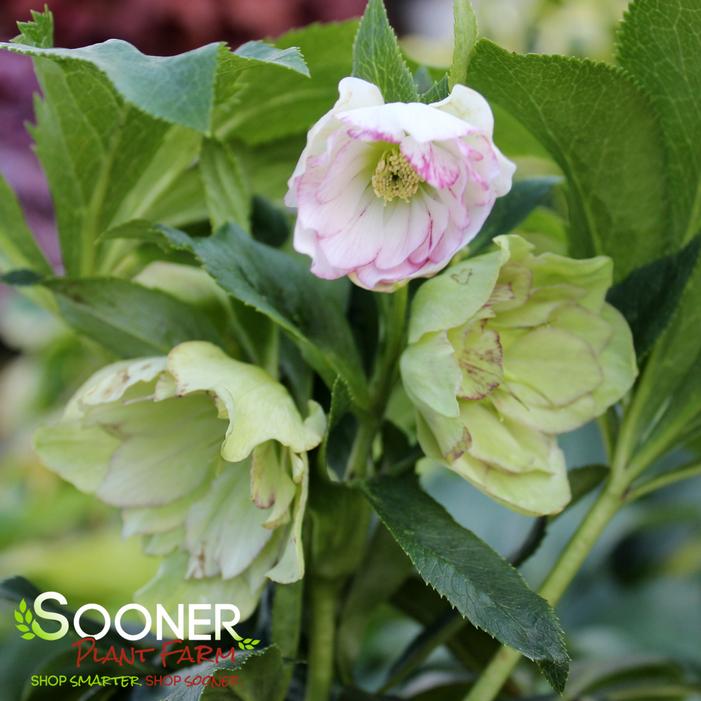WEDDING PARTY® BLUSHING BRIDESMAID LENTEN ROSE