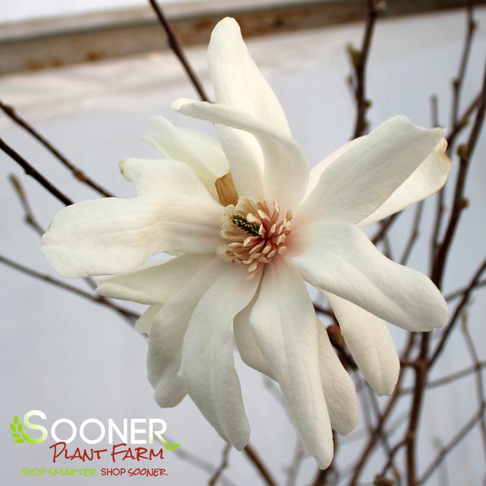 SPRING WELCOME® MAGNOLIA