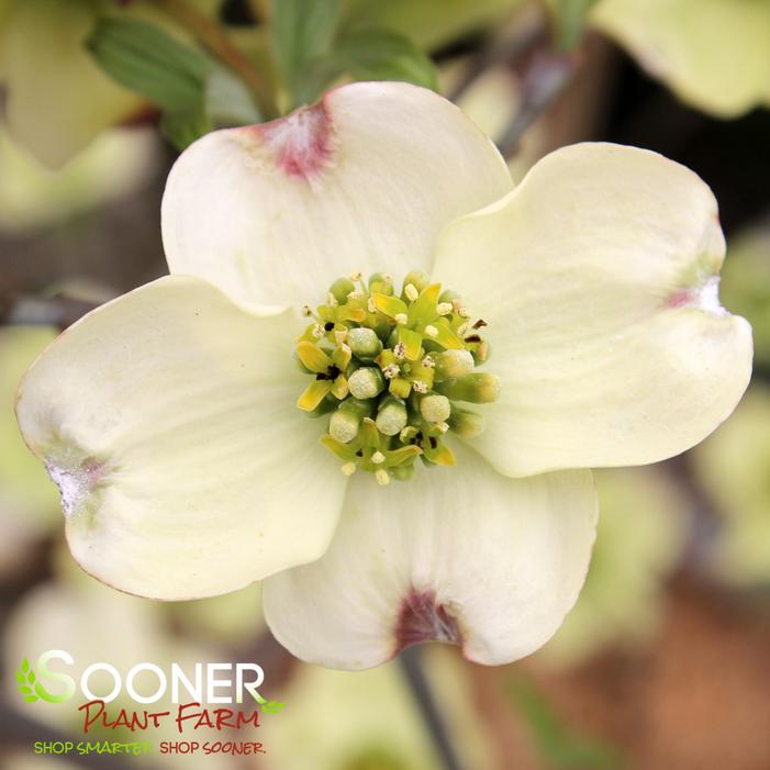 CLOUD 9 DOGWOOD