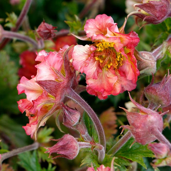 PRETTICOATS™ PEACH GEUM