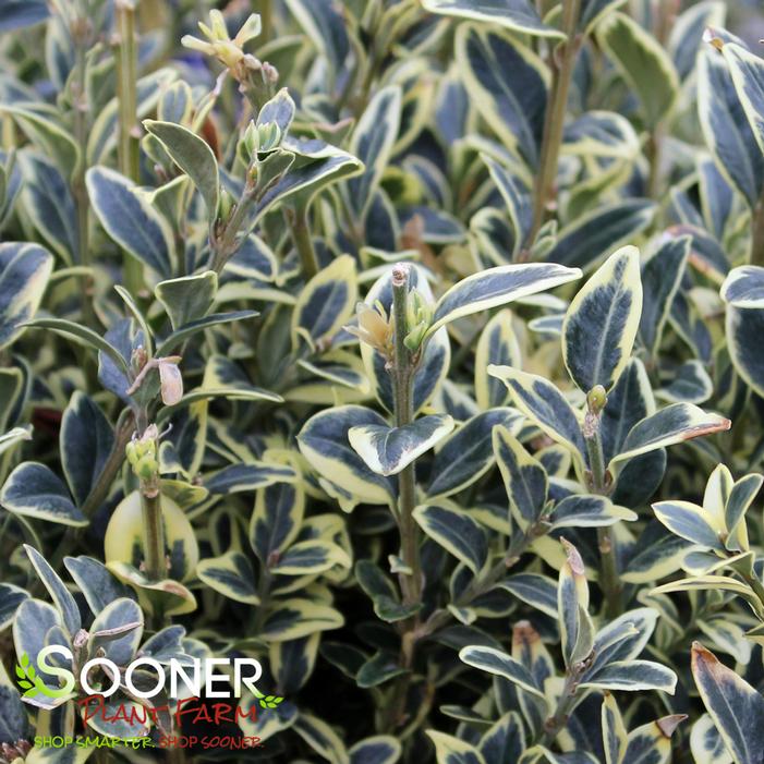 VARIEGATED ENGLISH BOXWOOD