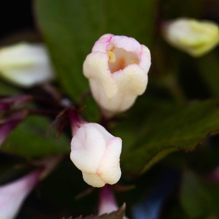 AFTERGLOW™ WEIGELA