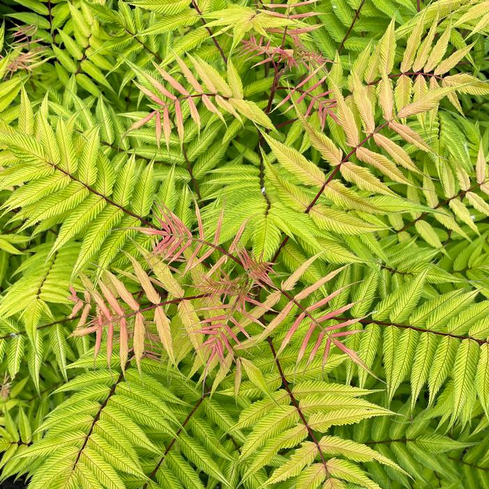 CHERRY ON TOP™ SORBARIA