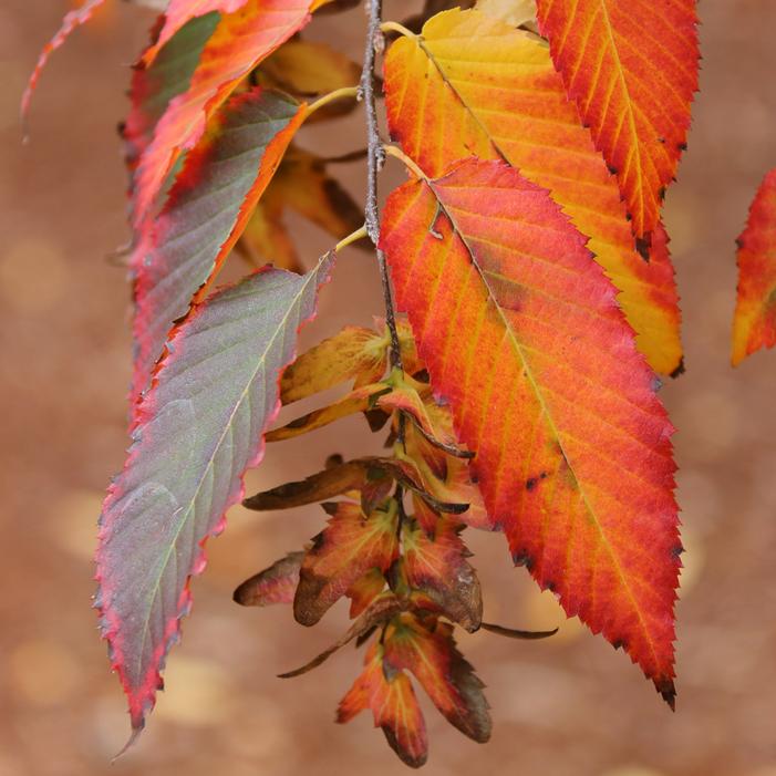 RISING FIRE® AMERICAN HORNBEAM