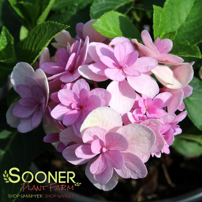Image property of Sooner Plant Farm, Inc.