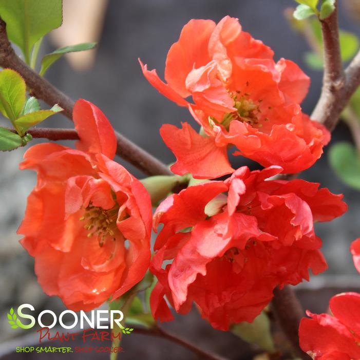CHOJURAKU FLOWERING QUINCE