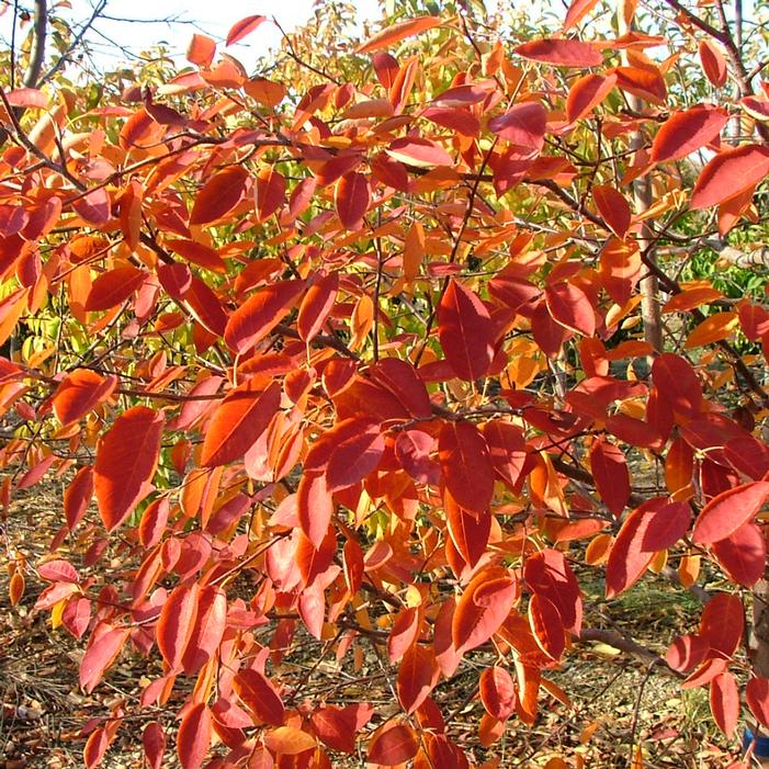 SPRING GLORY® SERVICEBERRY