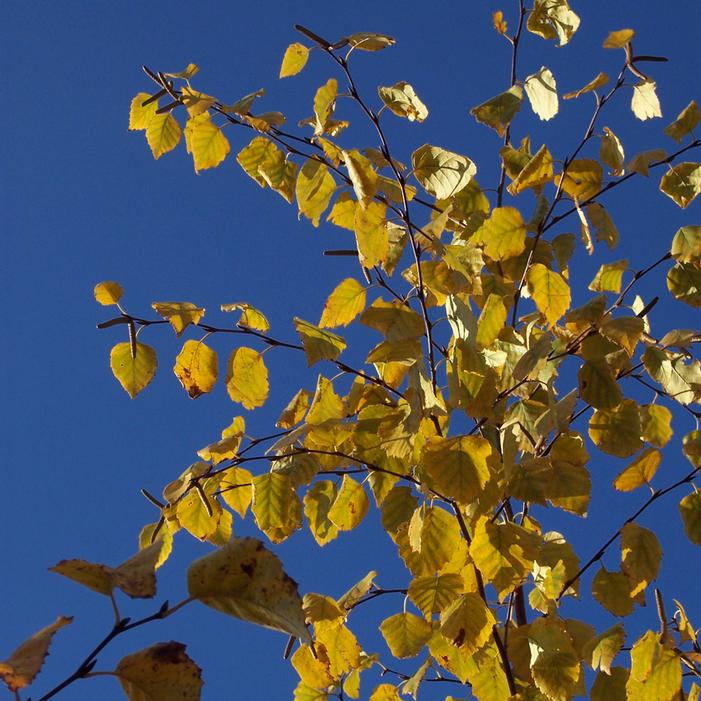 AVALANCHE™ BIRCH