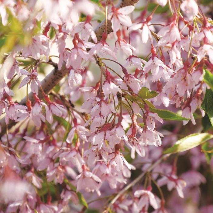 PINK SNOW SHOWERS™ WEEPING CHERRY