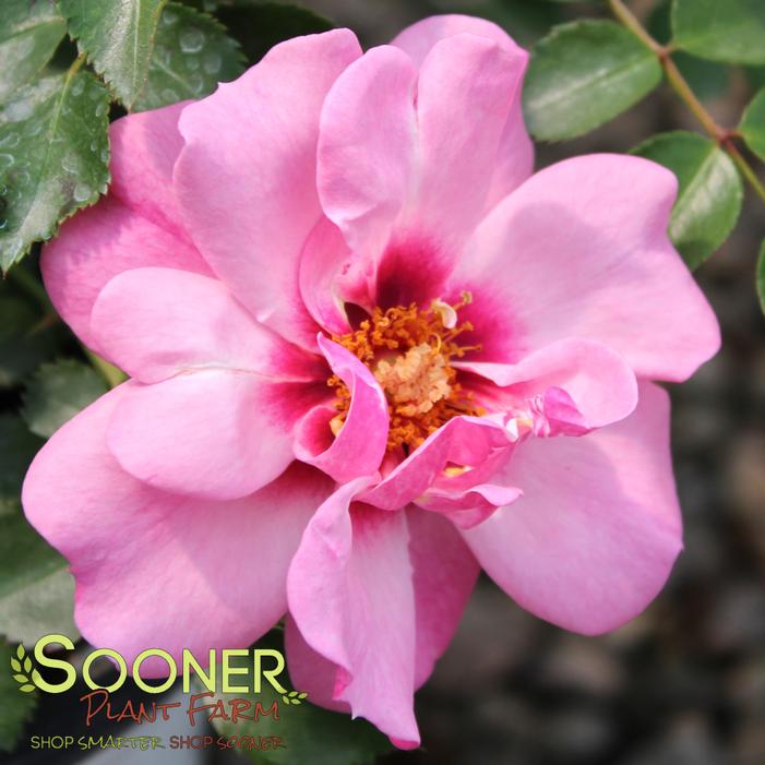 Image property of Sooner Plant Farm, Inc.