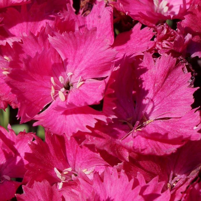 VIVID™ BRIGHT LIGHT DIANTHUS